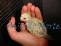 /album/galeria-de-fotos-o-nosso-plantel/piriquito-bebe-jpg/